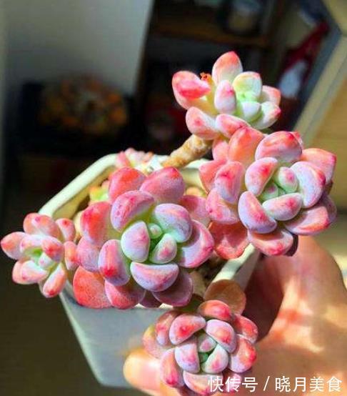 软萌可爱|自带香味的多肉劳尔,12月经常做4件事,软萌可爱美极了