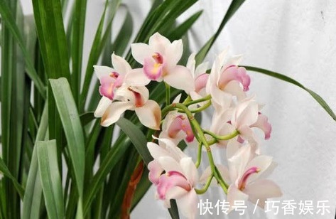 新手养花,不如养盆花中精品“兰花”,透气不烂根,开花多又香