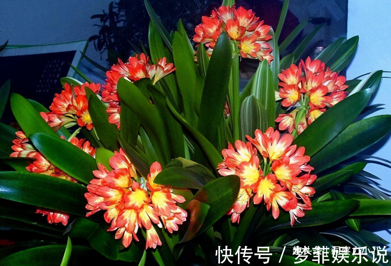 浇水|君子兰开花不积极,勤做“三动作”,撒欢长不夹箭,绽放层叠群兰