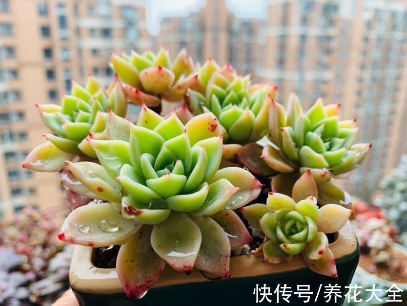 种球|秋冬季缺不了的9种花，南北方都能养，现在准备不算迟