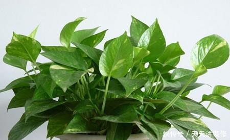 5种喜阴花,好看又好养,家里养一盆,大气上档次,值得拥有!