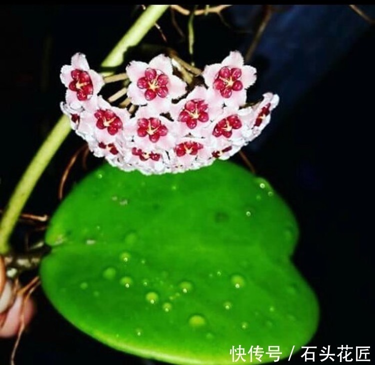 鱼骨|此5种植物，叶子“奇特”又漂亮，养在家里大气、又好看