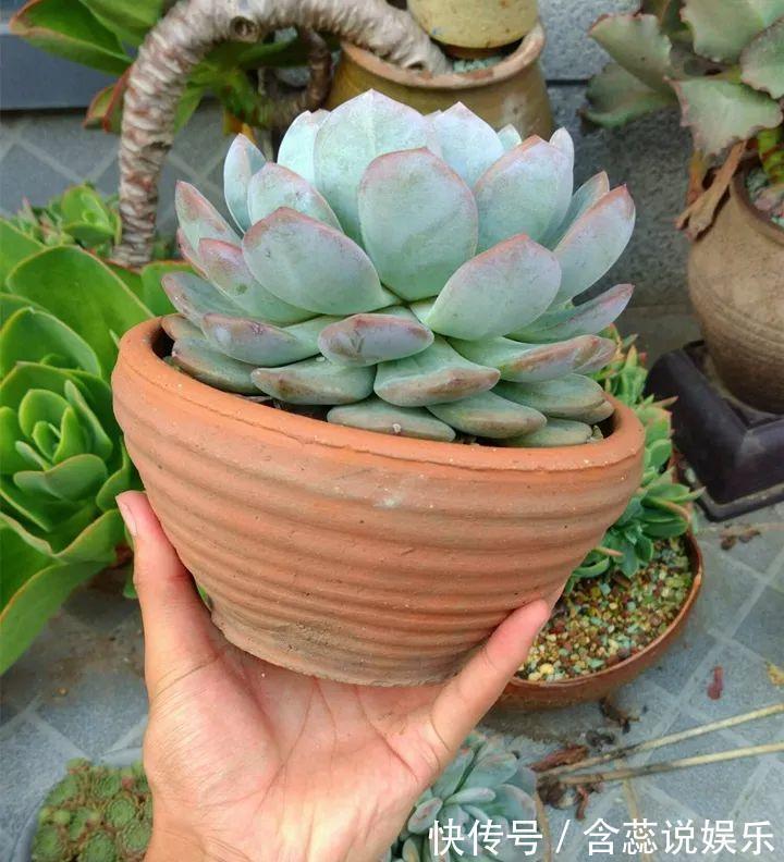 坛子|他用菜坛子种多肉,1分不花,呼呼长成“大米饭”!