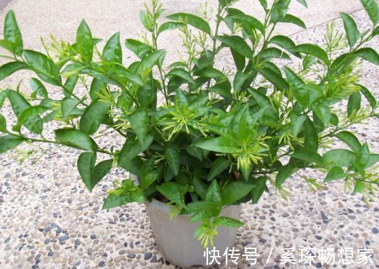 睡眠质量|卧室养花不了解这些,随意盆栽可能会引发失眠、没精神、一身病