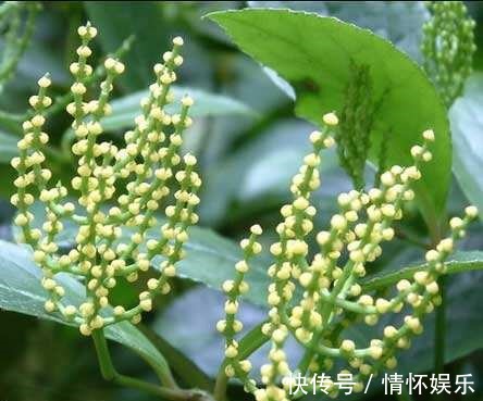 这花开起来像小金珠,香味胜似香兰,整栋楼邻居都被迷倒!