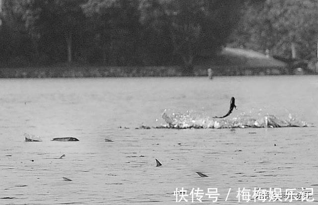 栖息|别再抢老钓位了，“秋老虎”鱼儿都藏在这，选这垂钓事半功倍