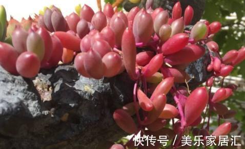 找到一款好养的多肉,耐寒不怕水,还经常开花