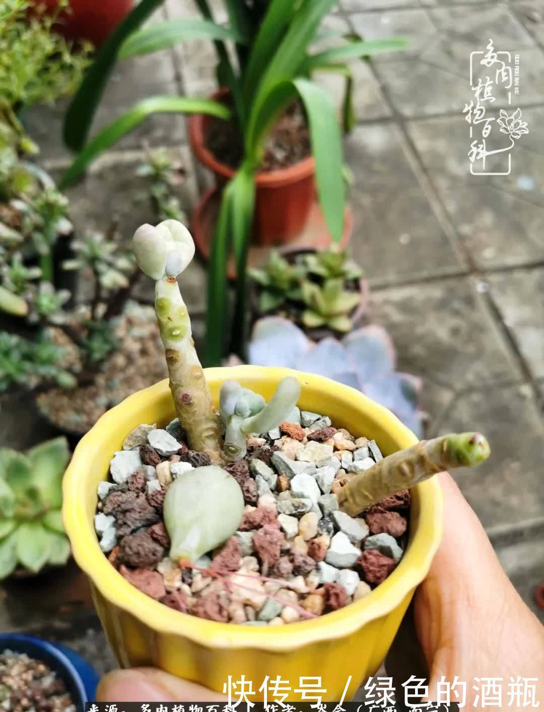 无关利益，不计得失，多肉给了我不一样的感受温暖的方式