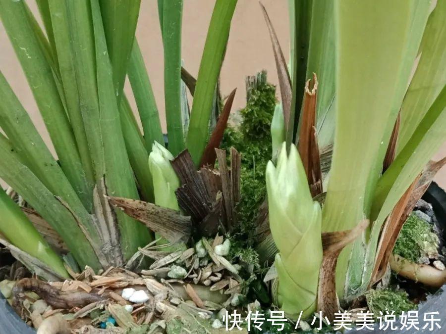 给这花换盆,土里扒出30个崽,根本不用扦插!