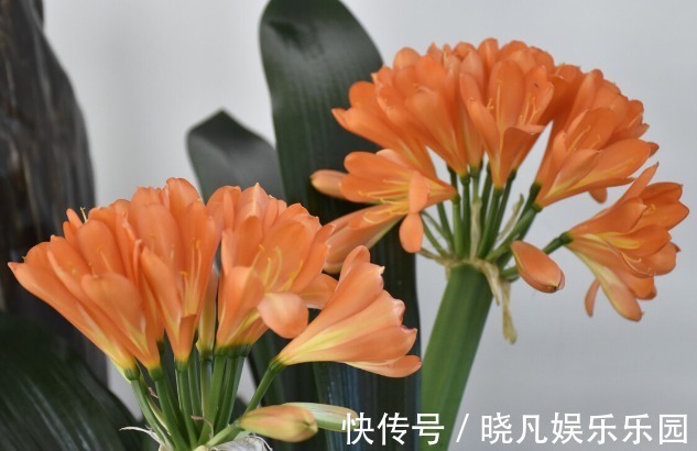 发财树|人养花,花养人,6种花越养越健康,养人又旺财