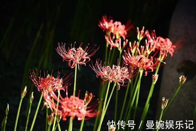 头花|坟头花、棺材菌,老人说的“禁忌植物”有多玄幻?年轻人你见过吗
