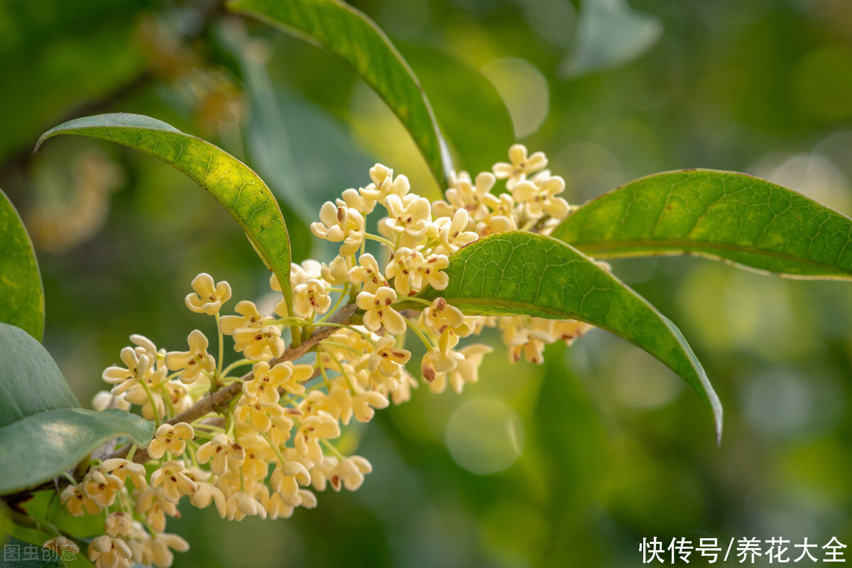 移栽|桂花一挪就死，究竟是为啥？