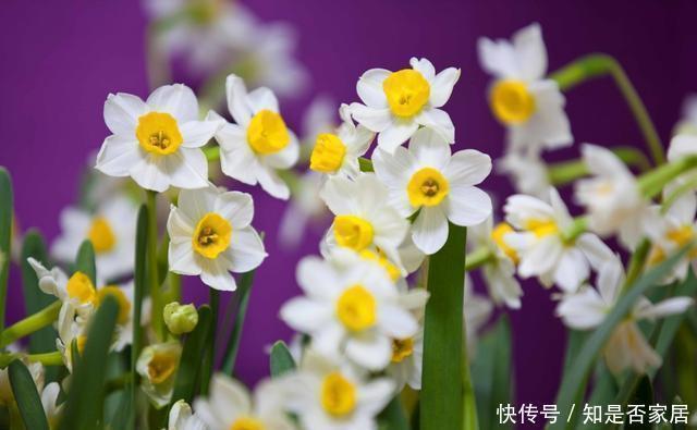 上门|腊月不可错过的5种富贵花,随便养一盆,富贵上门来