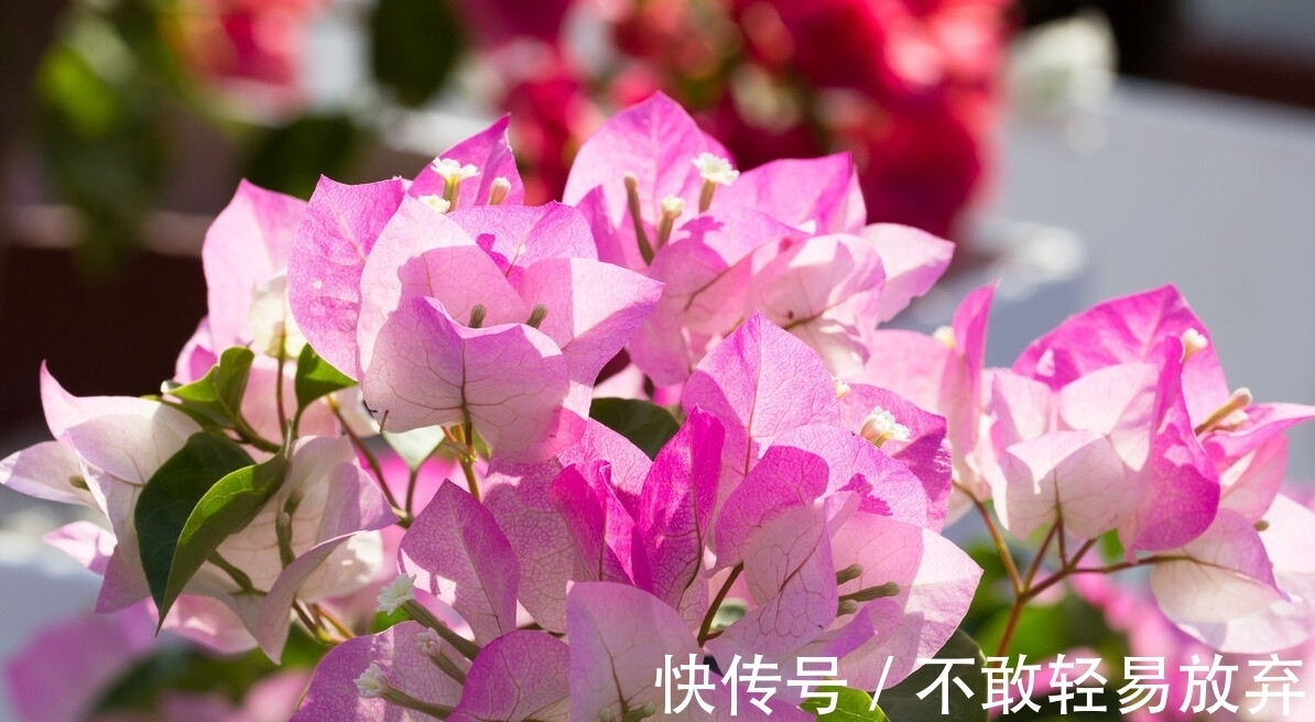 温差|让三角梅开“秋花”，牢记这个“方法”花芽长得快，迅速花爆盆