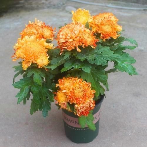 小草花|这3种花就是开花机器，一到夏天就摘心，满树花苞太美了