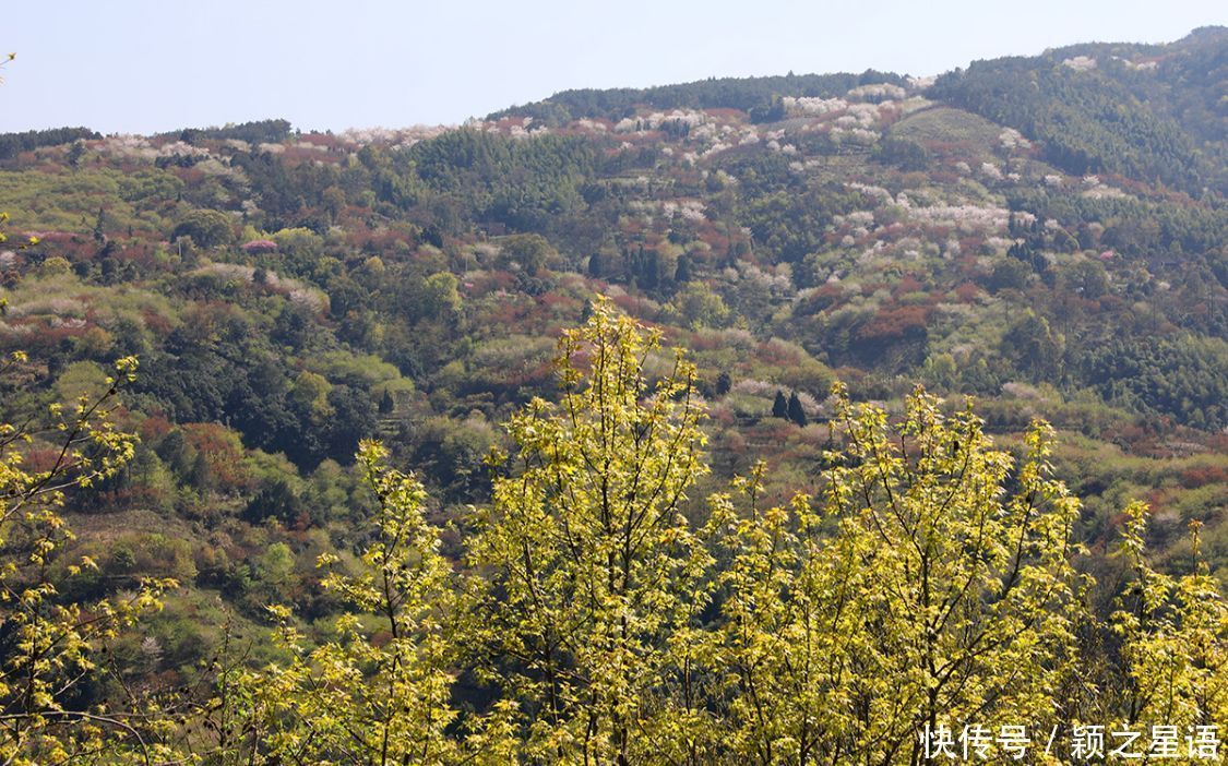 高山村落，樱花盛开，天空之境，天上人间