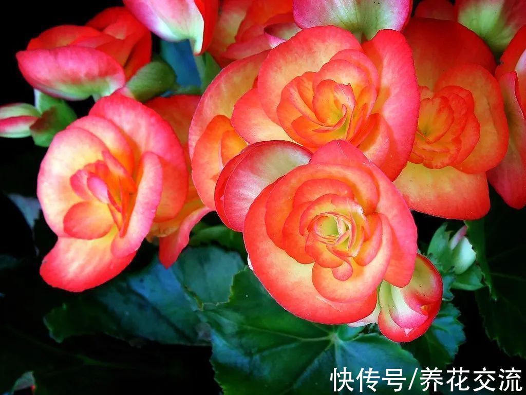 室内|15种可以在窗台上开花灿烂的室内盆栽,有散射光就能正常开花