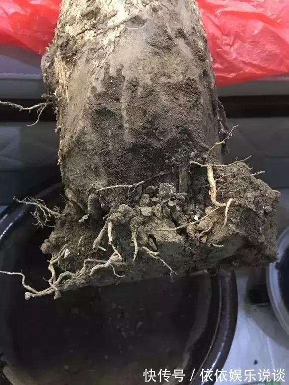 养花技巧老花匠告诉你3种土别乱用,3种肥不能施