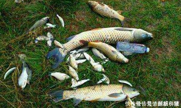 饵料|一种谷物一个饵料配方几款粮食饵料,小鱼不闹窝,专门钓大鱼