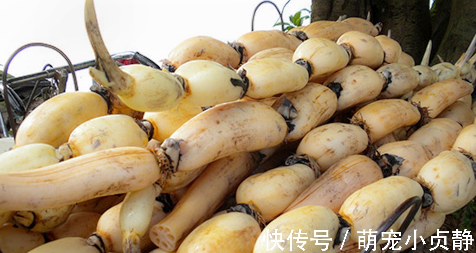 藕片|买莲藕时,7孔和9孔选哪个?饭店大厨:差别大了!选错难下咽