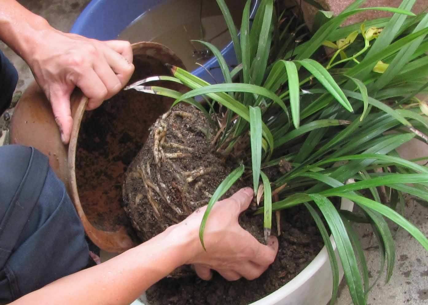 根系|养花遇到这3种情况,该给花草换土了,注意这些细节