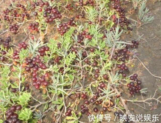 疯长|农村疯长的它,调月经还催乳,养生女士的最爱,却还有人不认识!