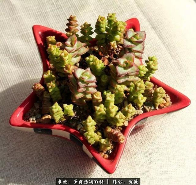 养了三年多肉，终于明白佛系养肉才是王道！