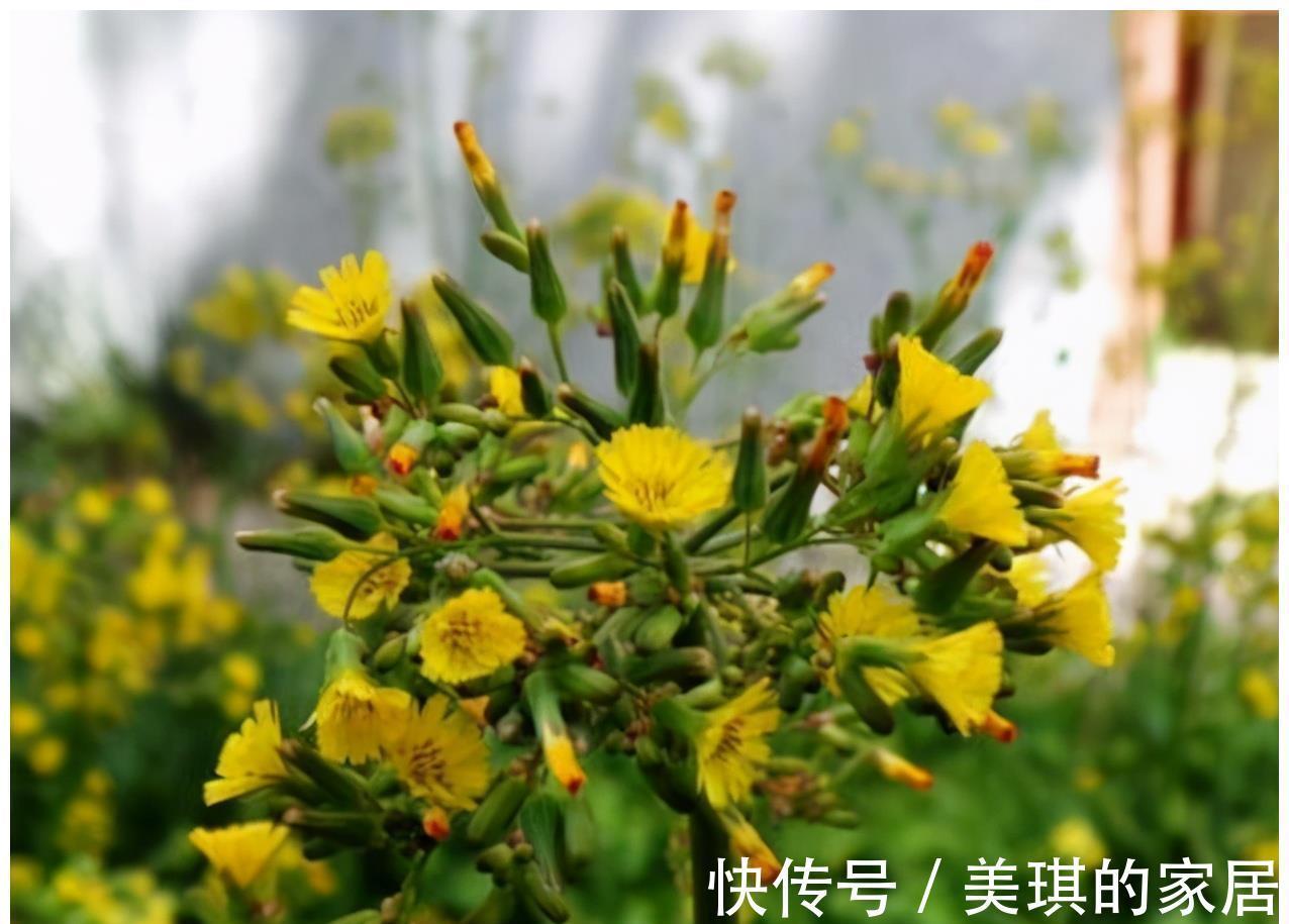 药材|农村这种“野草”,人称“还阳草”,遇见此花,一生喜乐无忧