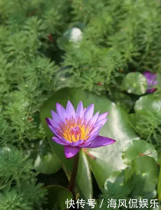 夏天泡脚,养生效果杠杠的!只需5分钟,祛湿又助眠