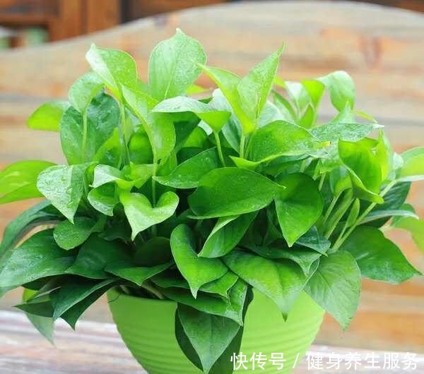 绿萝、文竹爱“吃”糖,定期来一勺,不黄叶长得旺,叶片绿油油!