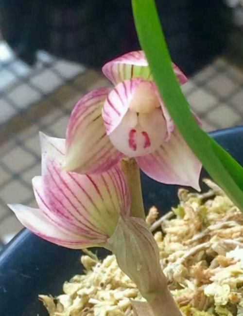 兰花养护｜给兰花花苞套袋有什么效用？是否真有效？