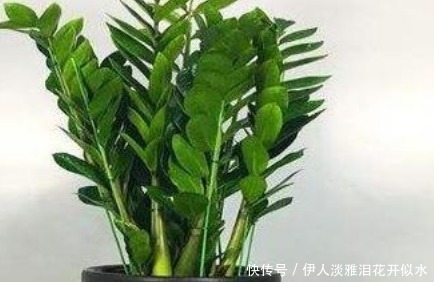 养护|这3种“耐旱花”,一个月不浇水都没事,非常好养护轻松长爆盆