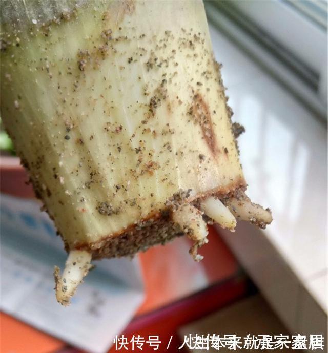 李大姐养君子兰,开春切一刀,养60天,冒出9个芽,要爆盆了