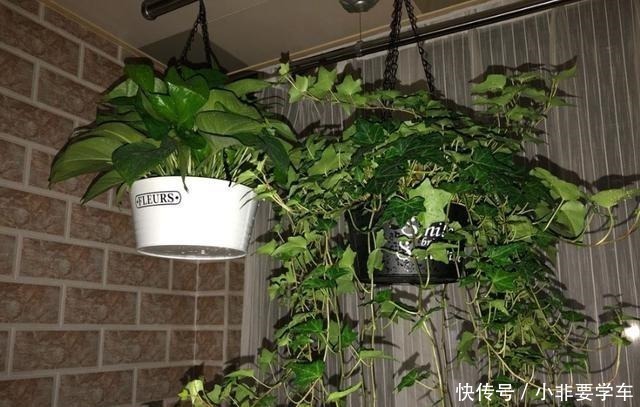 种花|3种花是“植物氧吧”,卧室养几盆,晚上造氧气,空气清新睡觉香!