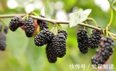 丝瓜|不想“肝炎”变“肝癌”4大肝病“克星”,把肝脏“洗干净”