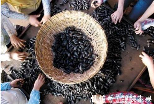 槟榔|这种水果被央视曝光严重致癌,大多人都不知道,还有人天天都吃!