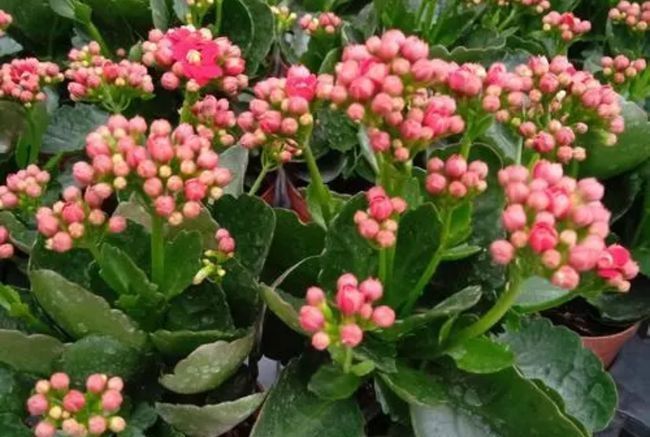 4种花真“好养”,扦插成活率超高的,对待新手很友好