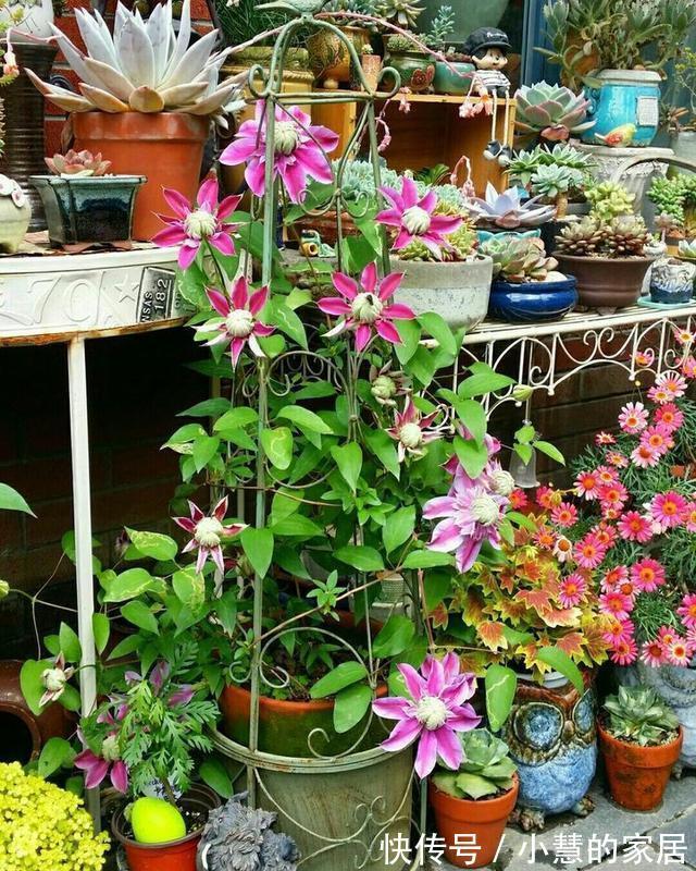 贝拉|家里有院子，建议养这5种花，高级的私家花园至少养一种