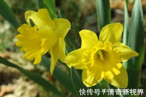 火炼|喜欢养菊花,就养盆“珍稀名品”,花开“火炼真金”,如鸳鸯戏水