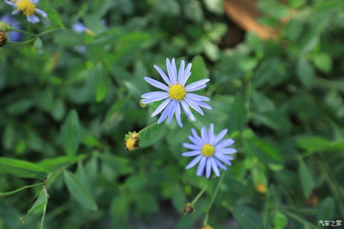 奶爸|准奶爸的座驾福克斯ST-line，颜值与性能齐飞