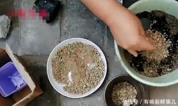 媳妇又给花姐买多肉了,花姐高兴的栽上多肉,院子里全是花,高兴!
