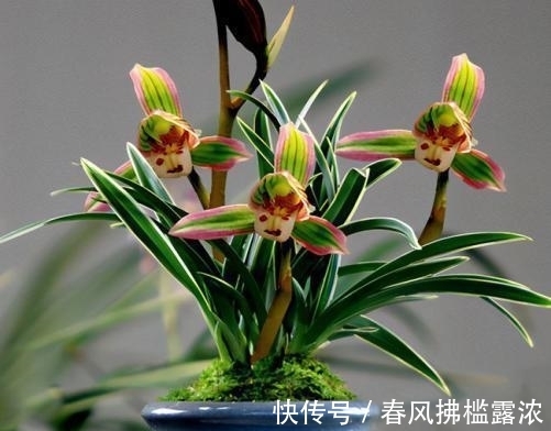 小技巧|养了5年的兰花总不开花?用4个小技巧,花香四溢满阳台