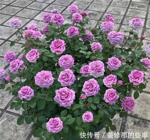 阴雨|4款蓝紫色月季，皮实好养颜值高，满满的高级感，值得拥有