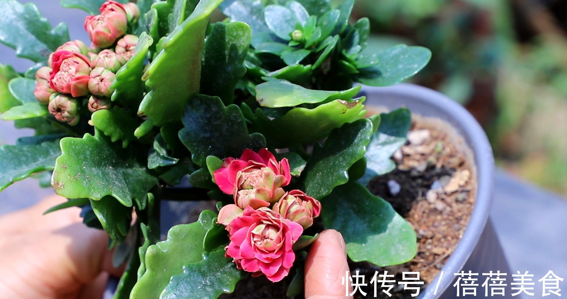 19种常见花“耐寒能力”一览表,天冷要不要“入室”,看看就知道