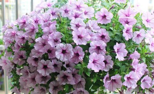 仙人球|5月逛花市,这些花别错过,号称“开花机器”,皮实好养耐晒耐热