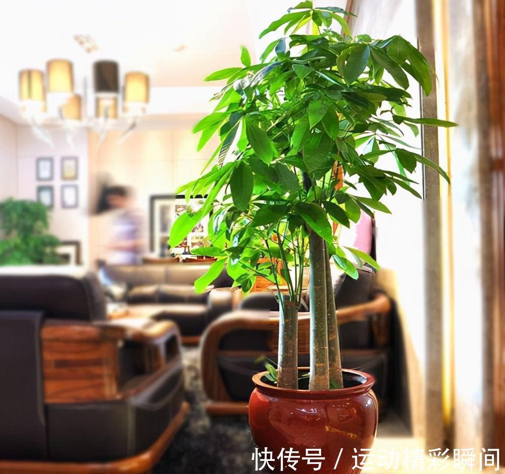 天冷需要多晒的“8种花”,有些还要“断粮少水”,不然熬不过冬