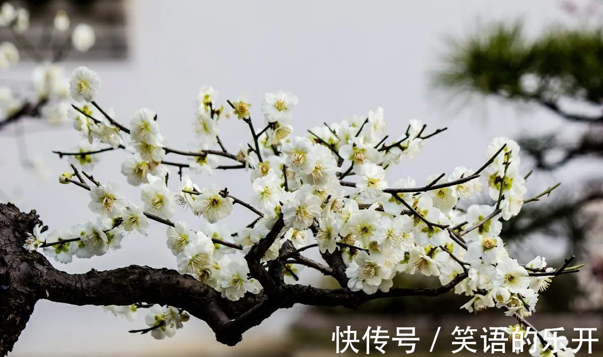 梅兰竹菊被誉为花中四君子，它们都有什么与众不同的特点呢？