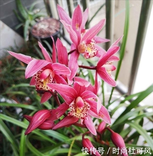 红贵妃兰花|别养茶花月季了,它是建兰“香花之王”,一年开花4次,好养活