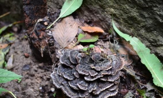 养肝护肝|张仲景：留下3味药材，坚持用一周，养肝护肝，降低转氨酶