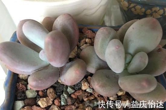 多肉植物|这3款多肉，叶片粉嫩嫩，自带少女风，居家盆栽看着真撩人